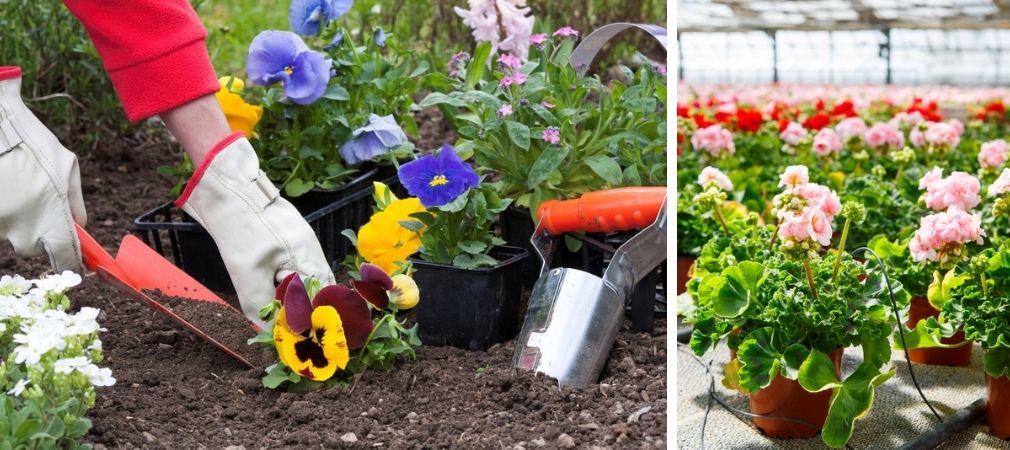 systeem Cursus zuigen Eenjarige planten - Tuincentrum Oosterhout alles voor huis, tuin en dier!