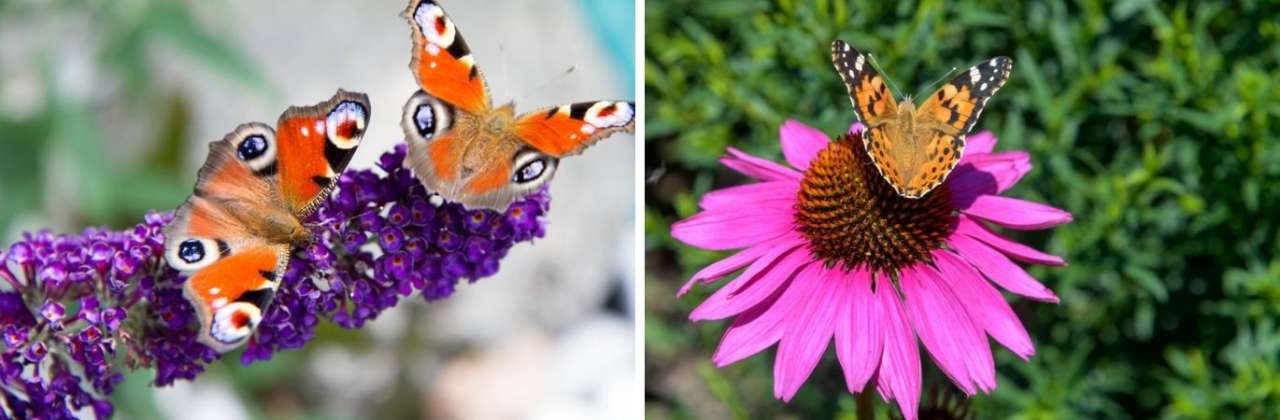 Maak een vlindervriendelijke tuin | Tuincentrum Oosterhout