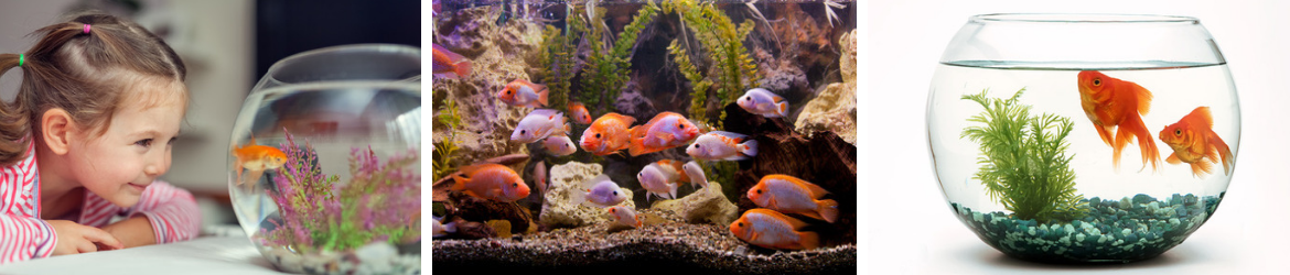 Vissen kopen | GroenRijk Oosterhout