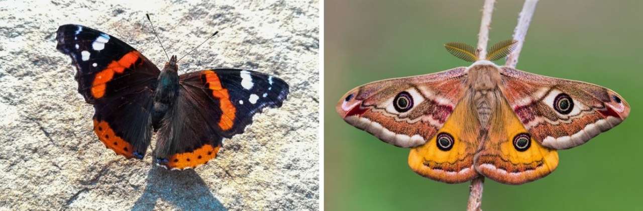 Maak een vlindervriendelijke tuin | Tuincentrum Oosterhout