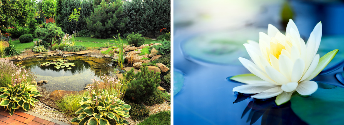 waterplanten-kopen-oosterhout