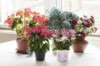 Bloeiende kamerplanten