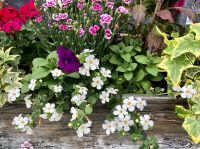 Eenjarige planten