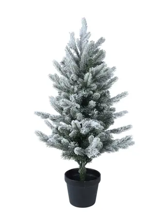 Grandis mini in pot 75cm snowy
