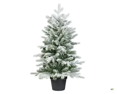 Grandis mini in pot 90cm snowy