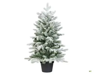 Grandis mini in pot 90cm snowy