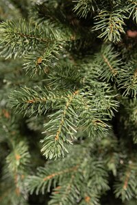 Hackberry 185 - afbeelding 2