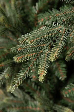 Harrison 185 - afbeelding 2