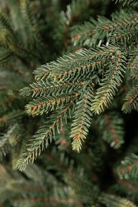 Harrison 230 - afbeelding 2