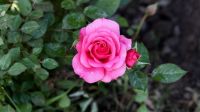 Rozen en klimplanten