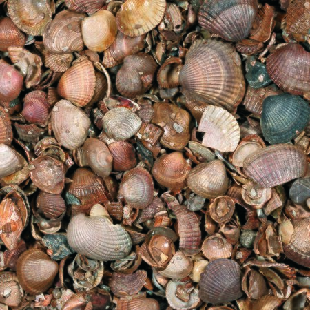 Schelpen schoon 3-20mm 13.5kg