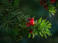 Taxus