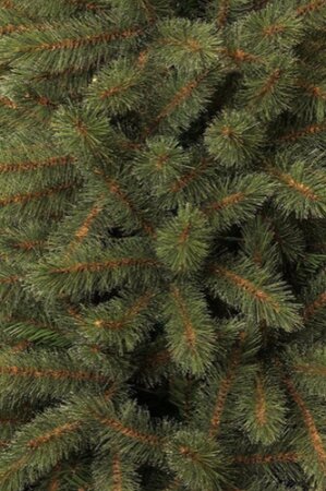 Toronto pine 120 - afbeelding 2