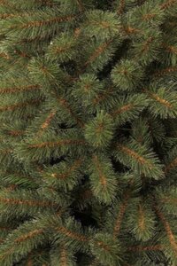 Toronto pine 230 - afbeelding 2