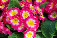 Vaste planten